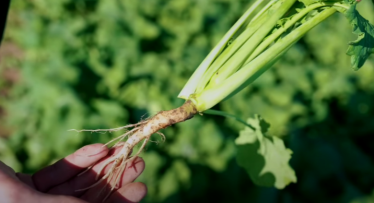 Ziemas rapsis rudenī